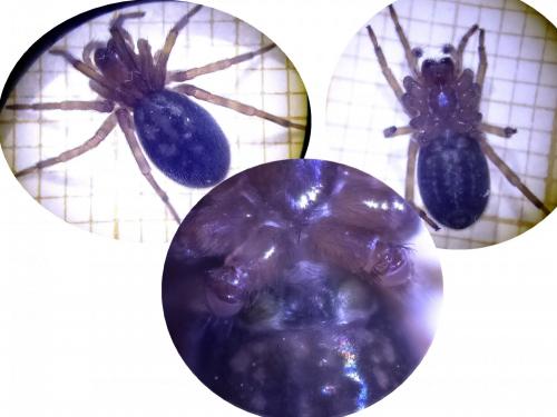 Amaurobius sp.